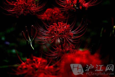 英语美文:花叶两不见 彼岸花的凄美传说