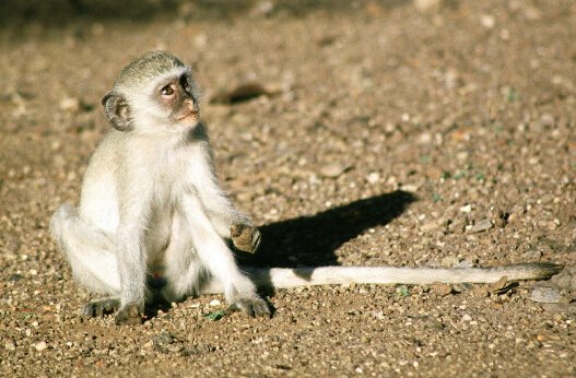 Monkeybusiness图纸猢狲警务南京把戏服务站图片
