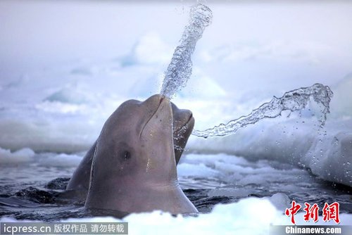 女摄影师北极拍摄白鲸嬉戏图 水中吐泡泡萌死