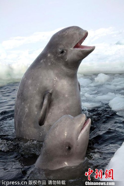 女摄影师北极拍摄白鲸嬉戏图 水中吐泡泡萌死