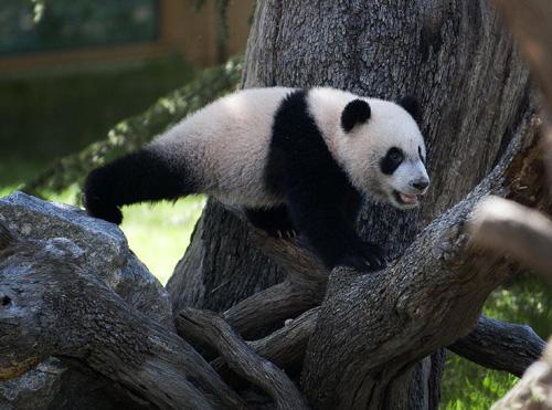 Giant panda Xing Bao in Madrid Spain