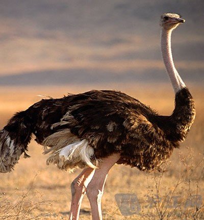 动物英语:鸵鸟背后的含义
