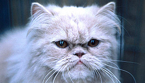 A cat