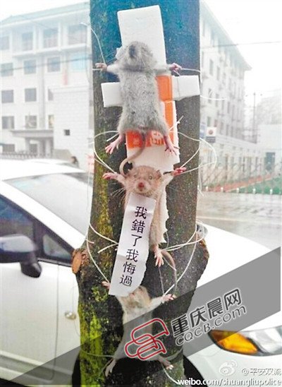 或许很多人都能够细数出一两件自己做过的残忍事情,尤其是虐待小动物
