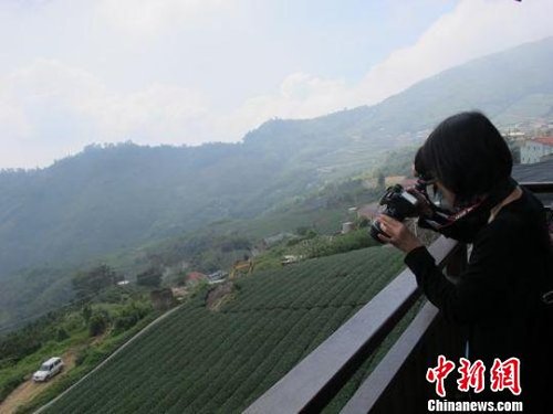 台湾写真:阿里山茶飘香海峡两岸