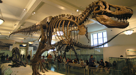 A dinosaur skeleton