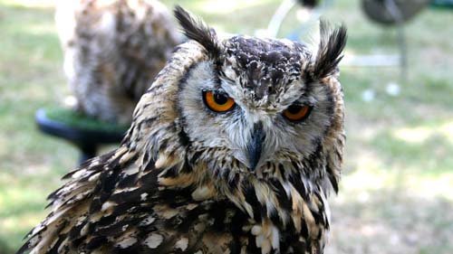 an owl (猫头鹰) is a bird w______very large eyes.