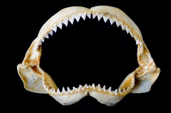 双语阅读:人类牙齿有望像鲨鱼牙齿一样可再生