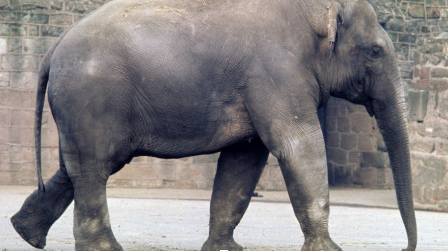 An elephant