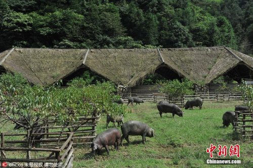 浙江临安现最具幸福感猪舍带戏水泳池运动场