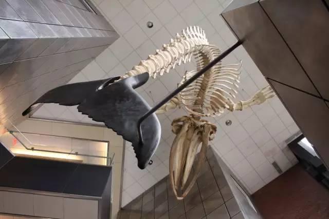 ��ȫ����ü��޸���ѧϰ��һ��ʲô��������