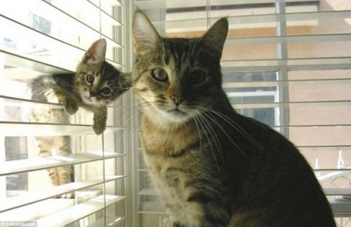 盘点动物亲子萌照 猫妈给小猫示范屉中偷食 组