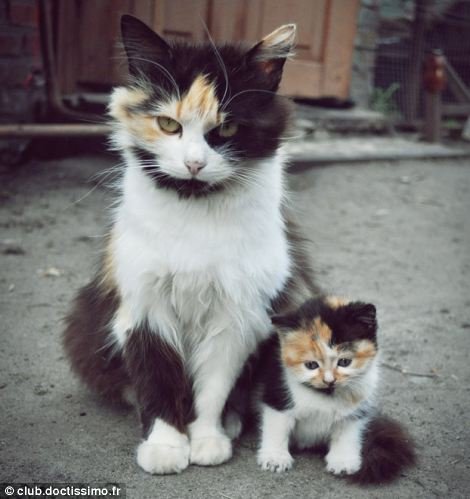 盘点动物亲子萌照 猫妈给小猫示范屉中偷食 组