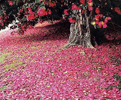 清明节英语:什么是“花葬”?