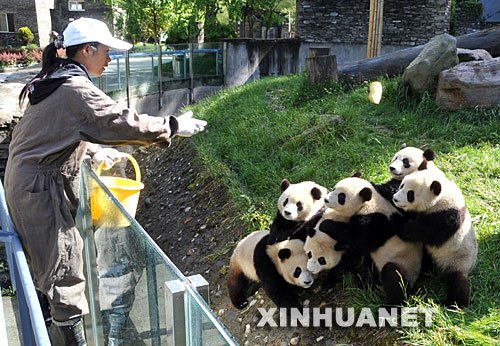 四川大熊猫保护中心招聘饲养员 两研究生报名