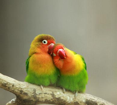 学习不再孤单 英语世界的动物隐喻