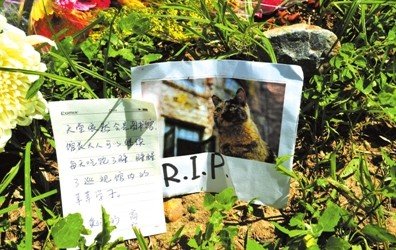 清华学子自发悼念猫馆长:天堂也有图书馆