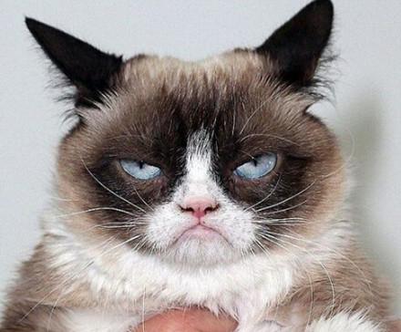 双语阅读:满脸怨念 不爽猫、不爽狗走红网络