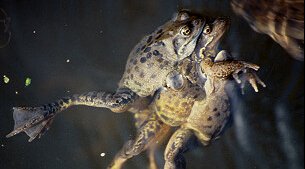 Three frogs