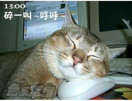 猫咪搞笑表情演绎上班族的一天_教育_腾讯网