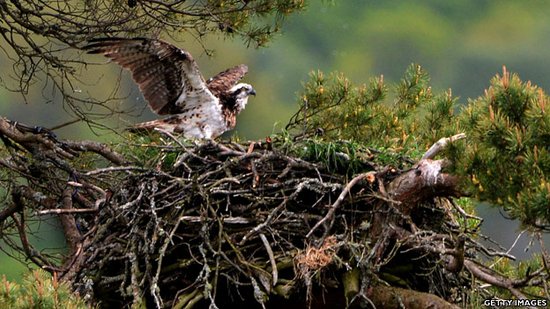 An osprey leaves her nest