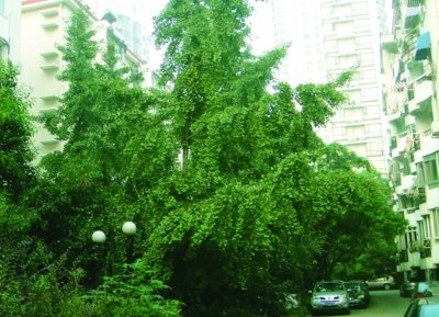 南师大教授10年跟踪移栽进城大树:成本高不易