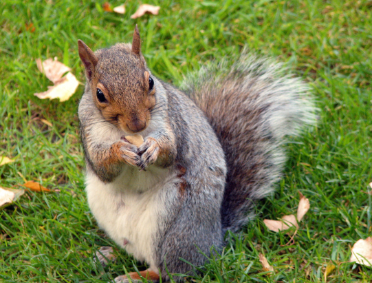 10大最难读英语单词 德国人不会念松鼠