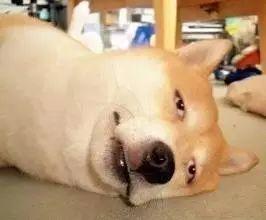 "dog-tired"是英文中,累成狗的表达方式,非中国人自创!
