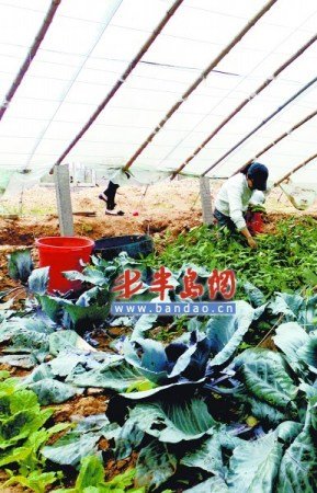 大学教师辞职办生态农场 为保证无污染挖地6米
