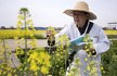 80岁院士仍下田做实验 曾获国际油菜科学界最高奖