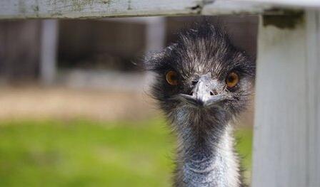 9个澳大利亚俚语 讨厌的东西听起来也很有趣