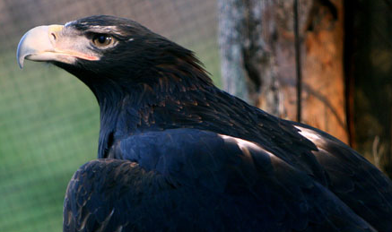 Tasmanian Wedge-tailed Eagle