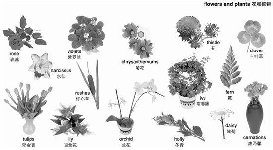 英语词汇:花花世界 各种花语的英文表达