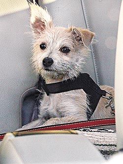 最性感女星 贝金赛尔被拍虐狗 网友声讨(图)_欧