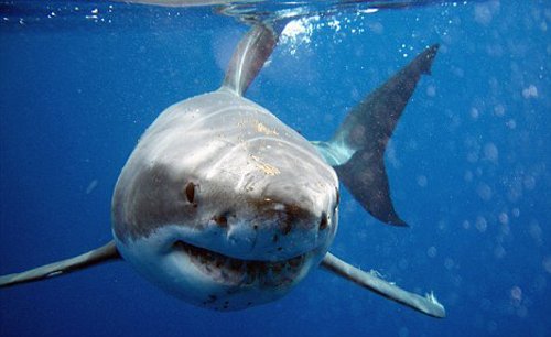 哈莉·贝瑞新片将与大白鲨合作 引环保者不满