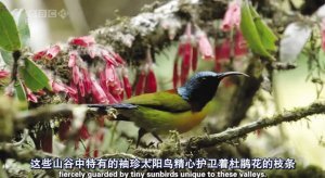纪录片《美丽中国》央视开播 曾获艾美纪录片奖