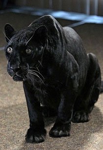 豹现身《真爱如血》现场 人气角色变身<em>豹人</em>_娱