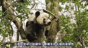 纪录片《美丽中国》央视开播 曾获艾美纪录片奖