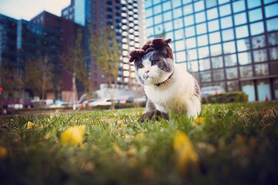 《喵星人抢不到》催泪收官 上演“前世今生”