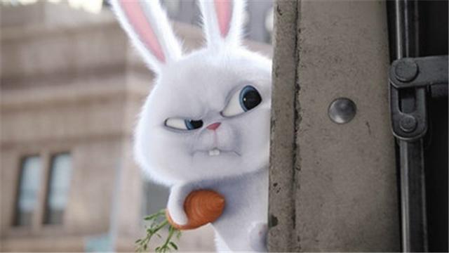 可爱又愤怒的兔子"小白"
