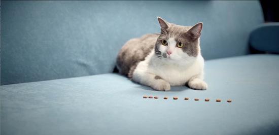 《喵星人抢不到》催泪收官 上演“前世今生”