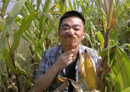 王宝强自爆玉米地干活的照片.