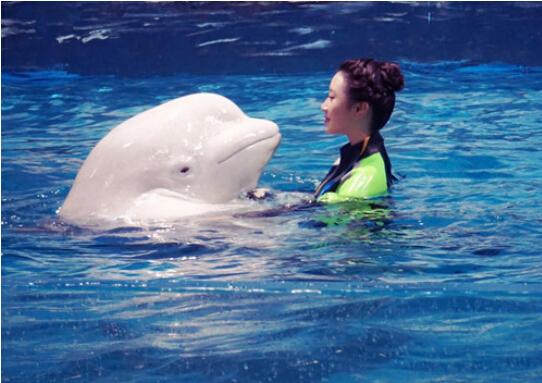 楚月新片《白鲸之恋》入围金鸡百花 将出席红毯