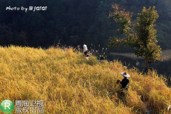 生男还是生女? 青海卫视解读换花草之谜