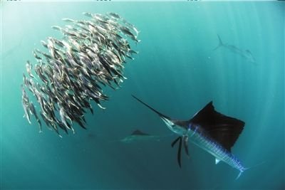 央视综合推出《魅力纪录》栏目纪录片揭秘鱼类