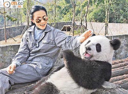 刘嘉玲成都推广慈善活动 探访熊猫笑逐颜开