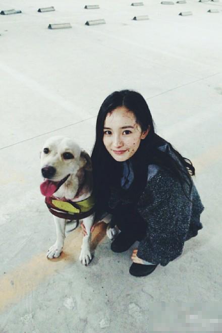 杨幂晒与戏中导盲犬合影 回应虐待动物质疑