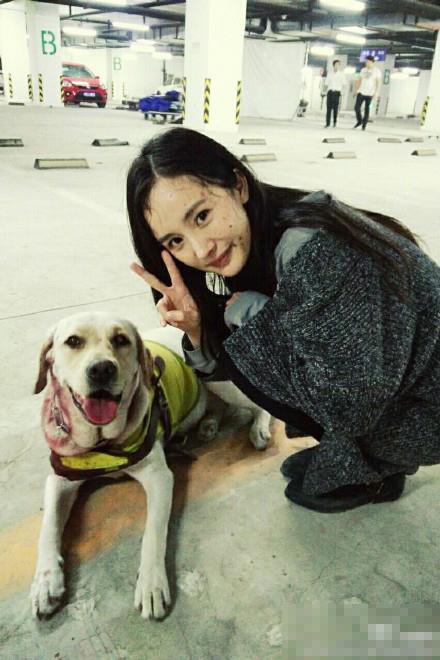 杨幂晒与戏中导盲犬合影 回应虐待动物质疑