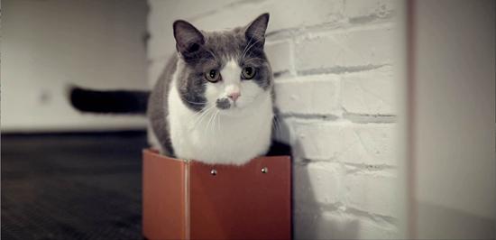 《喵星人抢不到》频曝爱情金句 演绎萌系经典