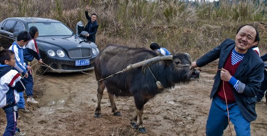 老牛拉豪车